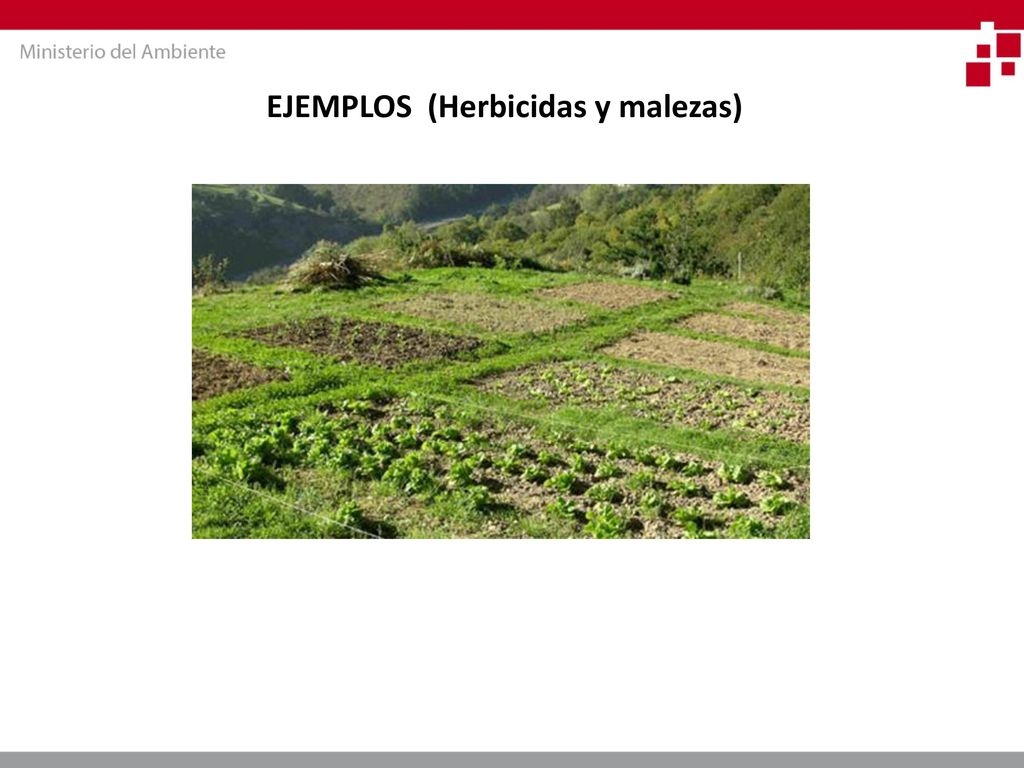 EJEMPLOS (Normas) En Brazil (Resolução Normativa CTNBio No. 4, 16/08/2008):