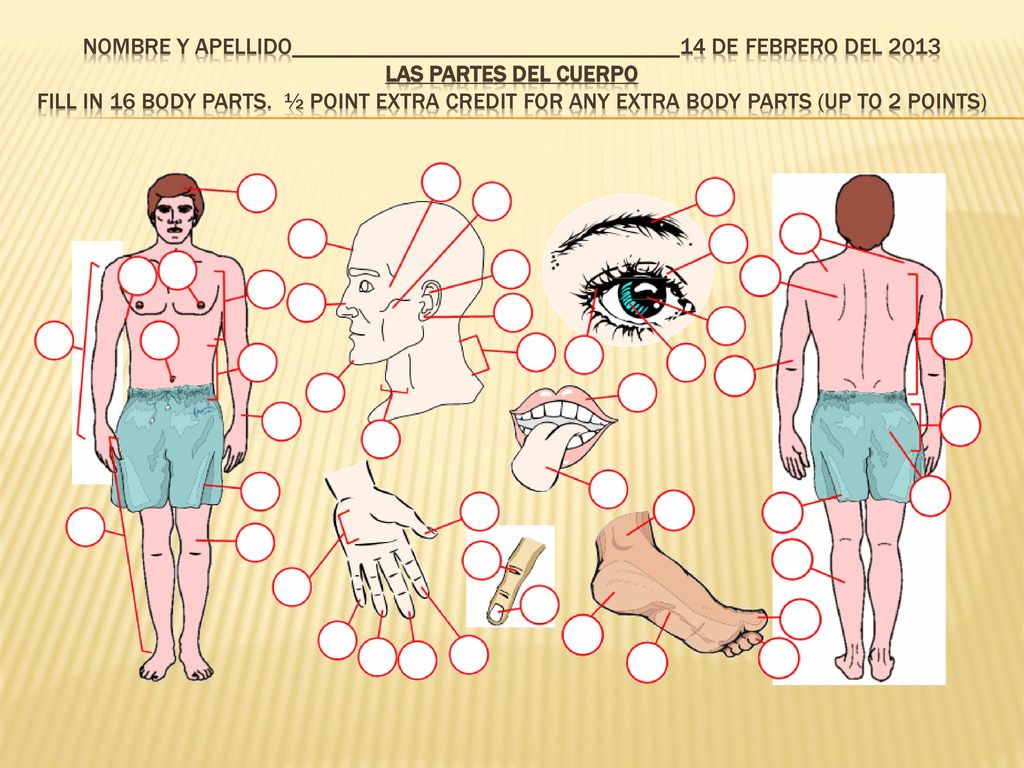 Nombre y apellido__________________________________14 de febrero del 2013 Las partes del cuerpo Fill in 16 body parts.