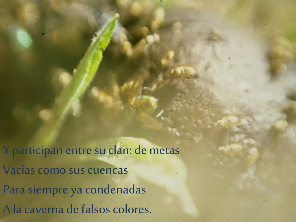 Y participan entre su clan: de metas Vacías como sus cuencas Para siempre ya condenadas A la caverna de falsos colores.