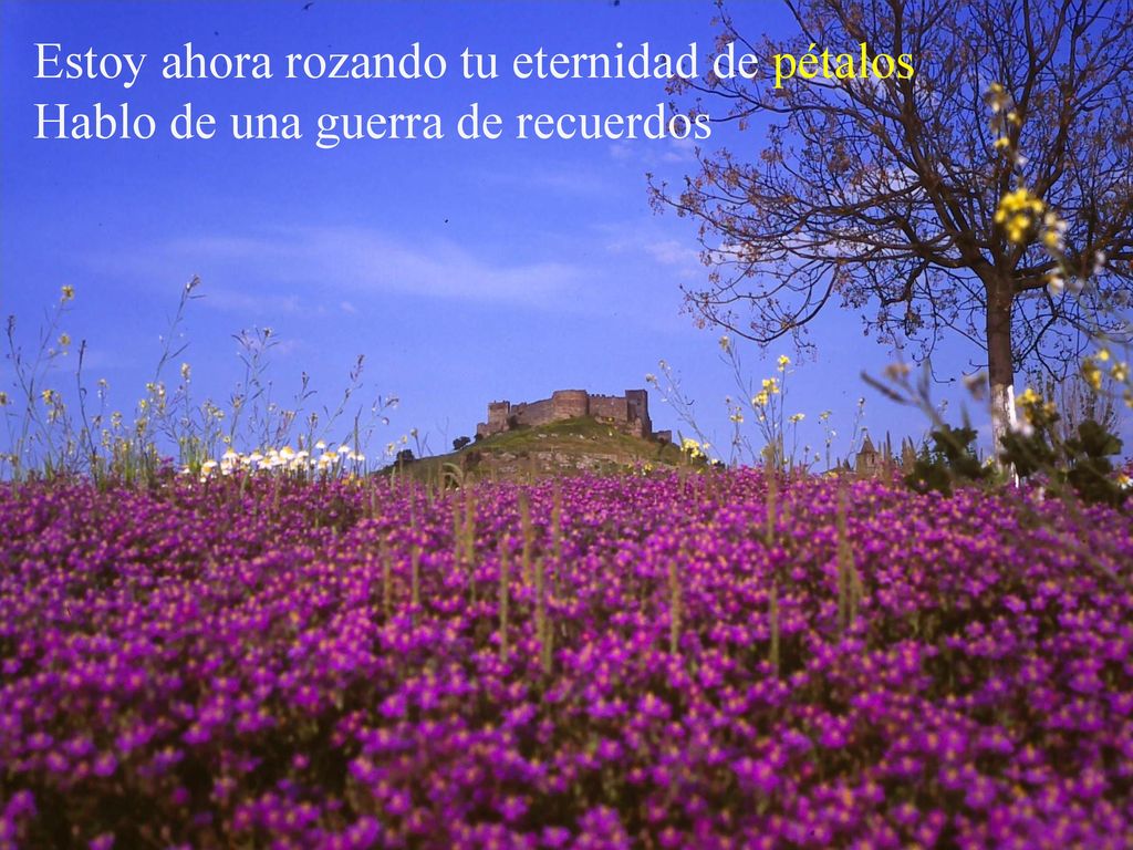 Estoy ahora rozando tu eternidad de pétalos Hablo de una guerra de recuerdos