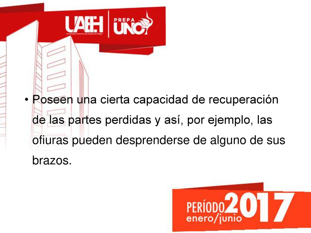 Poseen una cierta capacidad de recuperación de las partes perdidas y así, por ejemplo, las ofiuras pueden desprenderse de alguno de sus brazos.