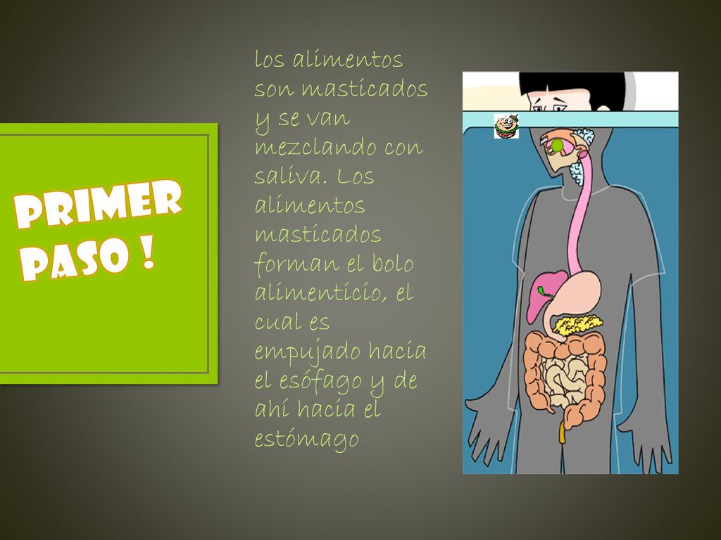 los alimentos son masticados y se van mezclando con saliva