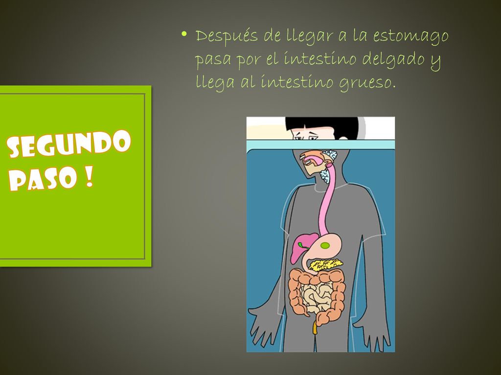 Después de llegar a la estomago pasa por el intestino delgado y llega al intestino grueso.
