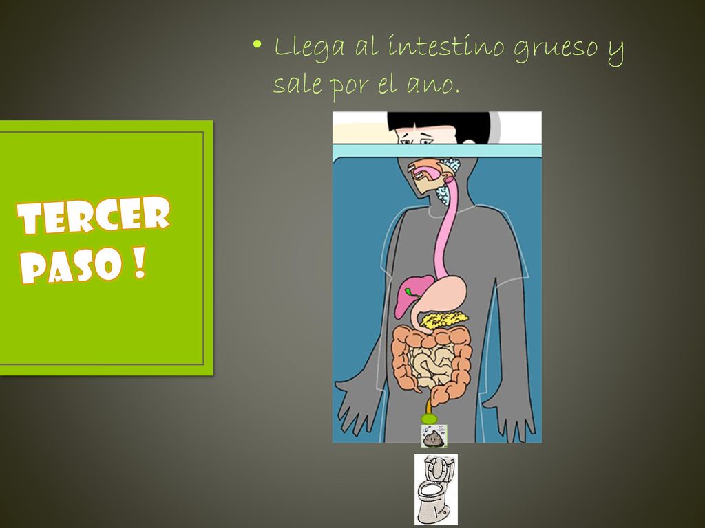 Llega al intestino grueso y sale por el ano.
