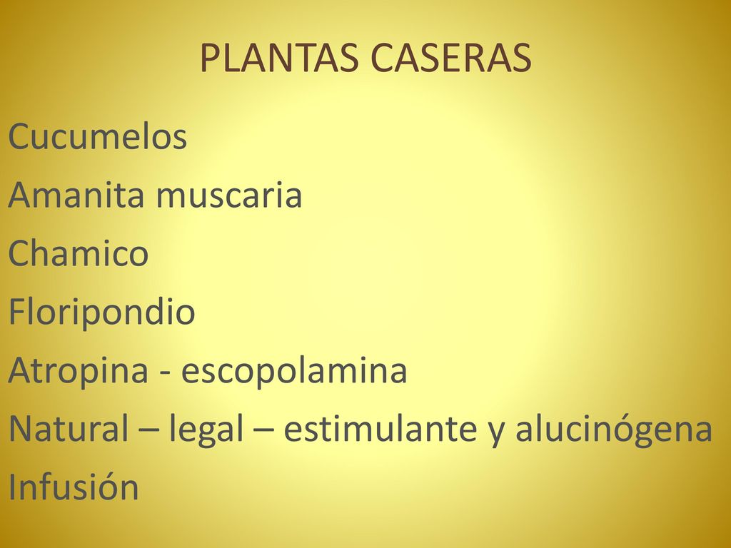 PLANTAS CASERAS Cucumelos Amanita muscaria Chamico Floripondio Atropina - escopolamina Natural – legal – estimulante y alucinógena Infusión