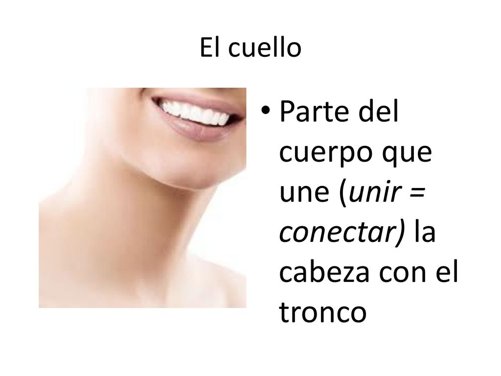 Parte del cuerpo que une (unir = conectar) la cabeza con el tronco