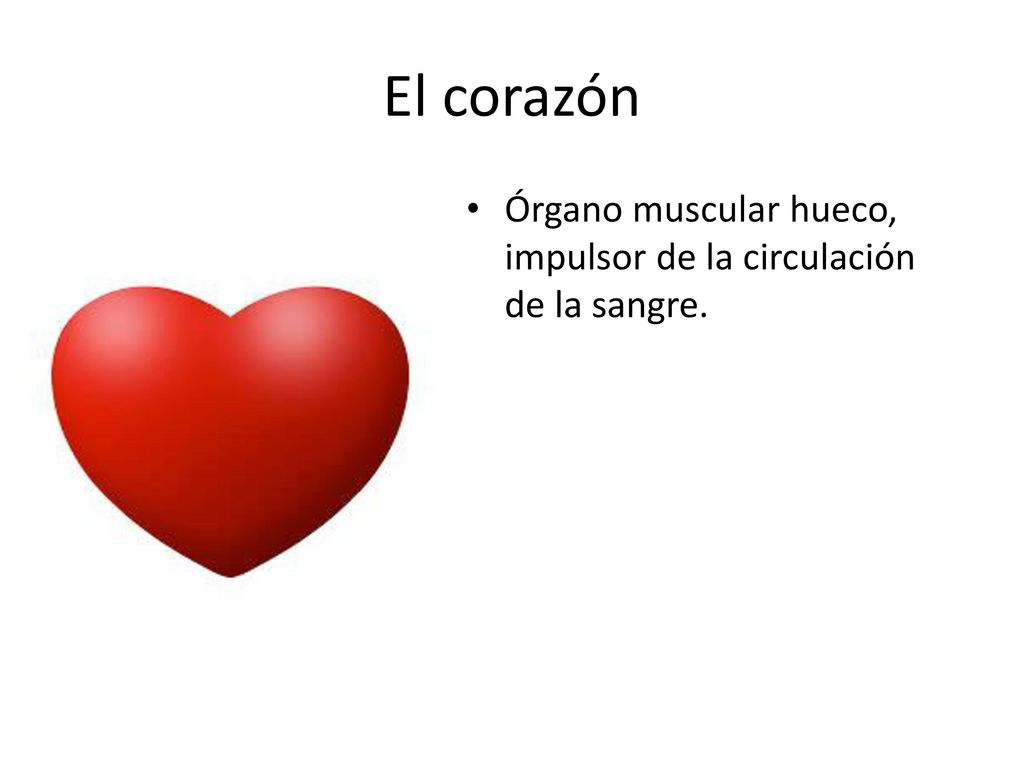 El corazón Órgano muscular hueco, impulsor de la circulación de la sangre.