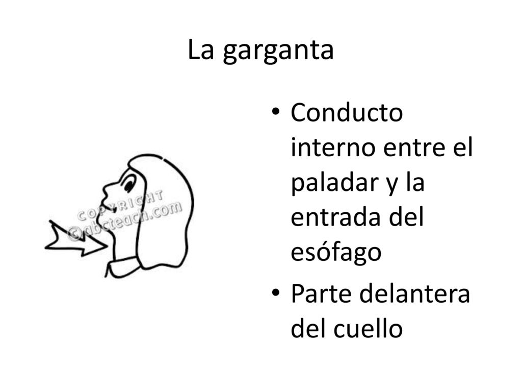 La garganta Conducto interno entre el paladar y la entrada del esófago