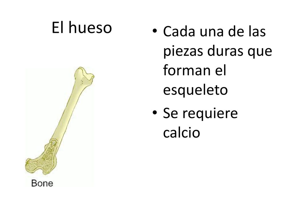 El hueso Cada una de las piezas duras que forman el esqueleto