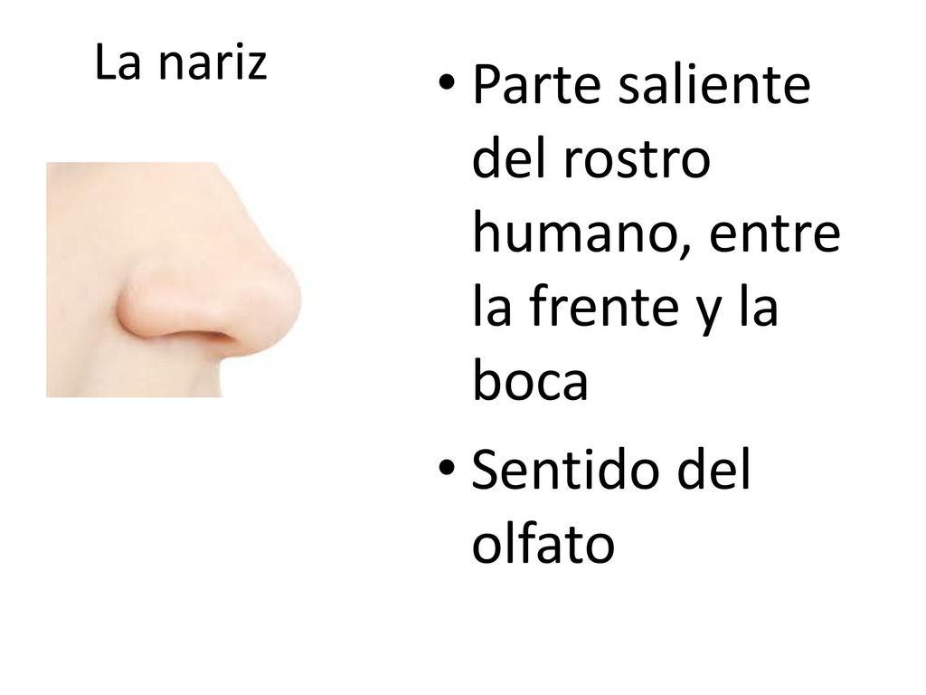 Parte saliente del rostro humano, entre la frente y la boca