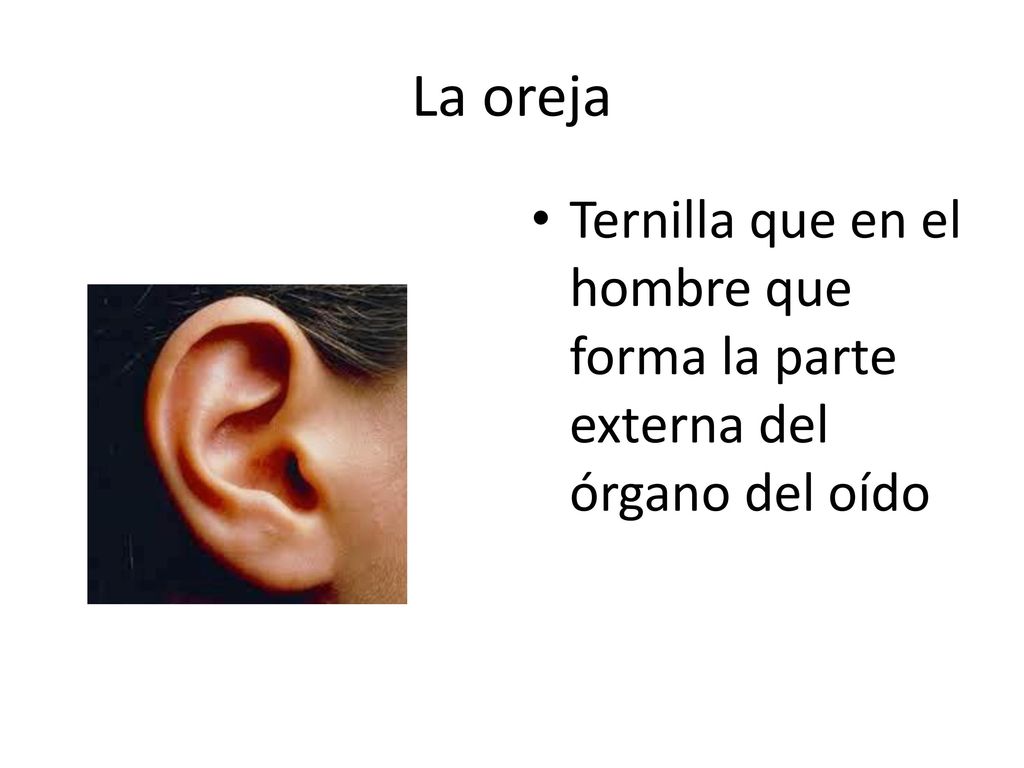 La oreja Ternilla que en el hombre que forma la parte externa del órgano del oído