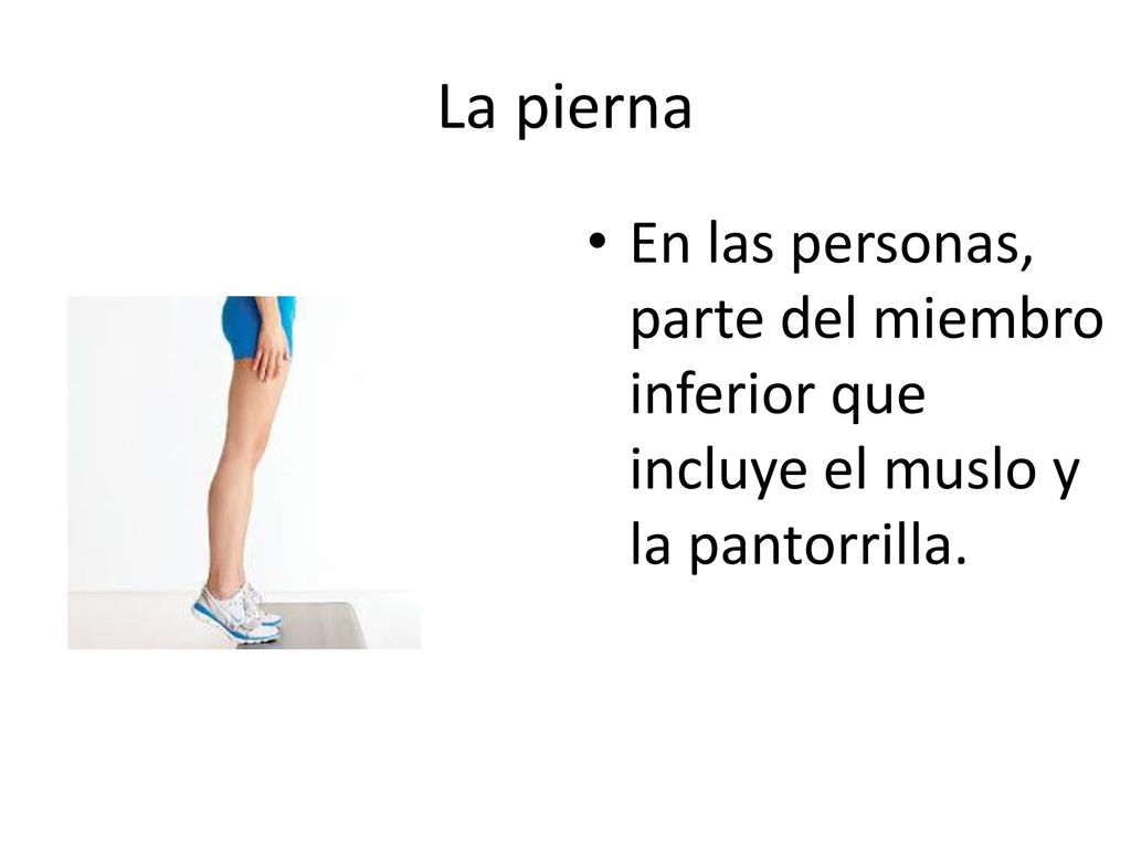 La pierna En las personas, parte del miembro inferior que incluye el muslo y la pantorrilla.