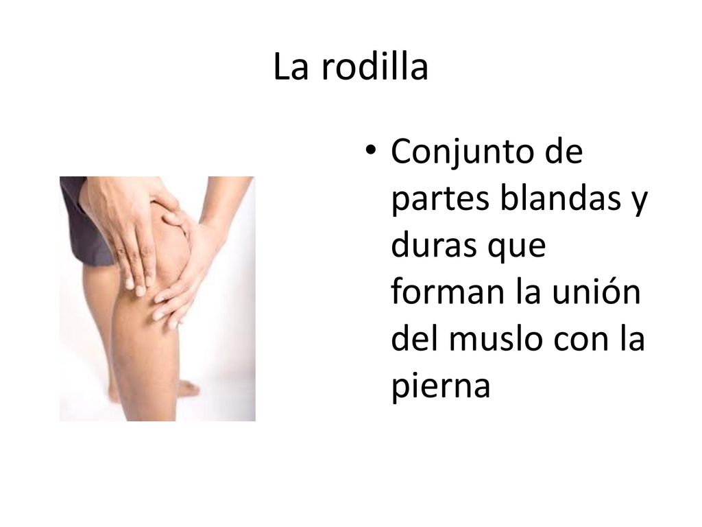 La rodilla Conjunto de partes blandas y duras que forman la unión del muslo con la pierna