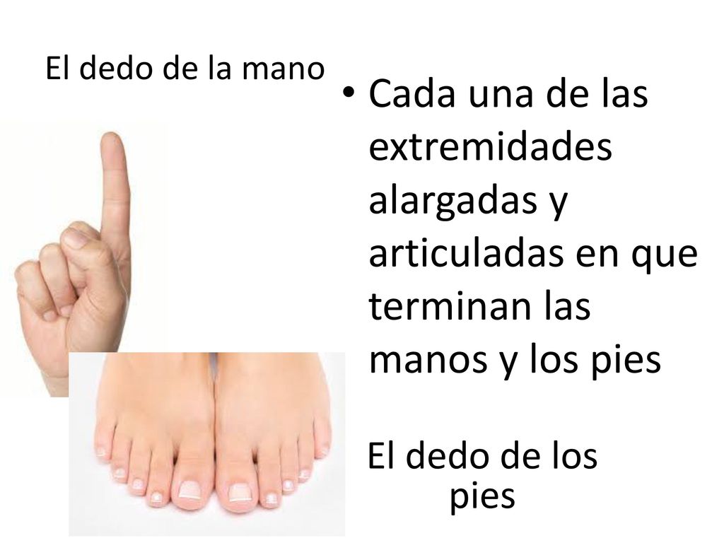 El dedo de la mano Cada una de las extremidades alargadas y articuladas en que terminan las manos y los pies.