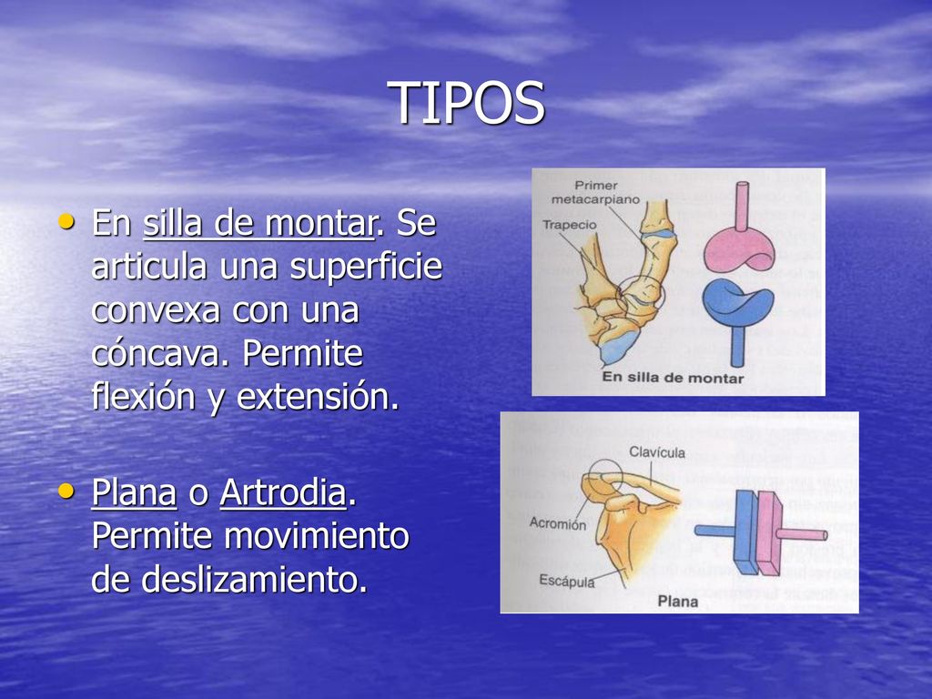 TIPOS En silla de montar. Se articula una superficie convexa con una cóncava. Permite flexión y extensión.