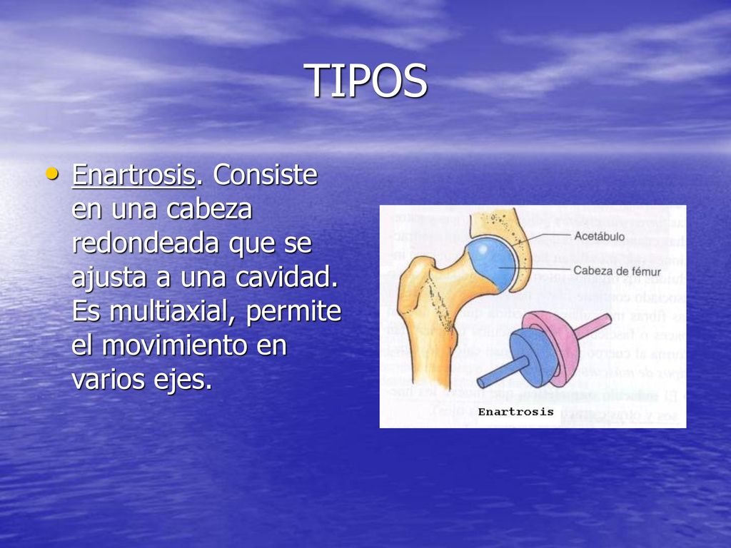 TIPOS Enartrosis. Consiste en una cabeza redondeada que se ajusta a una cavidad.