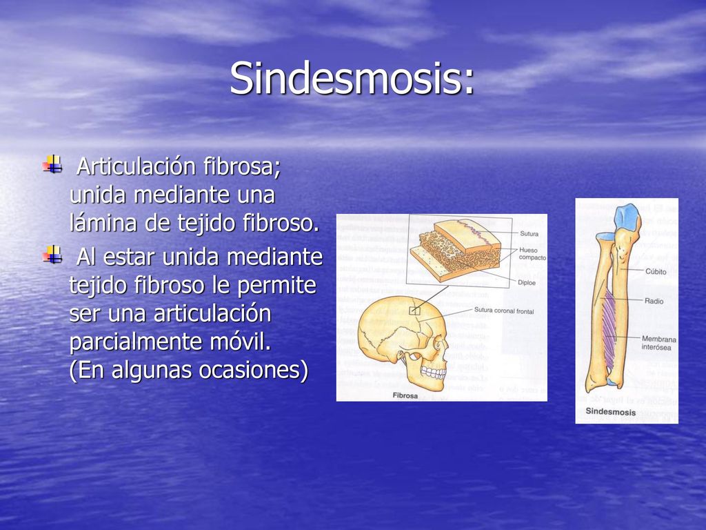 Sindesmosis: Articulación fibrosa; unida mediante una lámina de tejido fibroso.