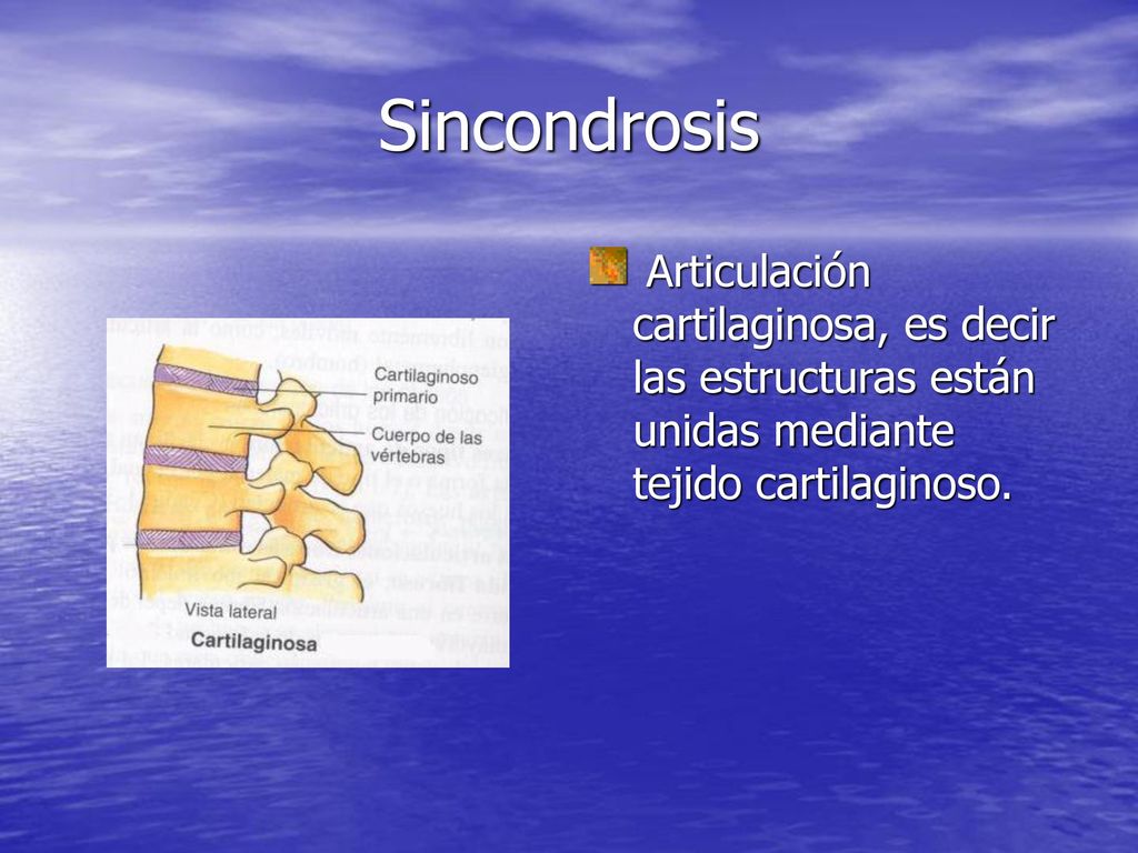 Sincondrosis Articulación cartilaginosa, es decir las estructuras están unidas mediante tejido cartilaginoso.