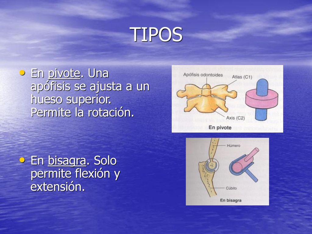 TIPOS En pivote. Una apófisis se ajusta a un hueso superior.