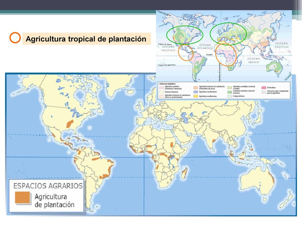 Agricultura tropical de plantación