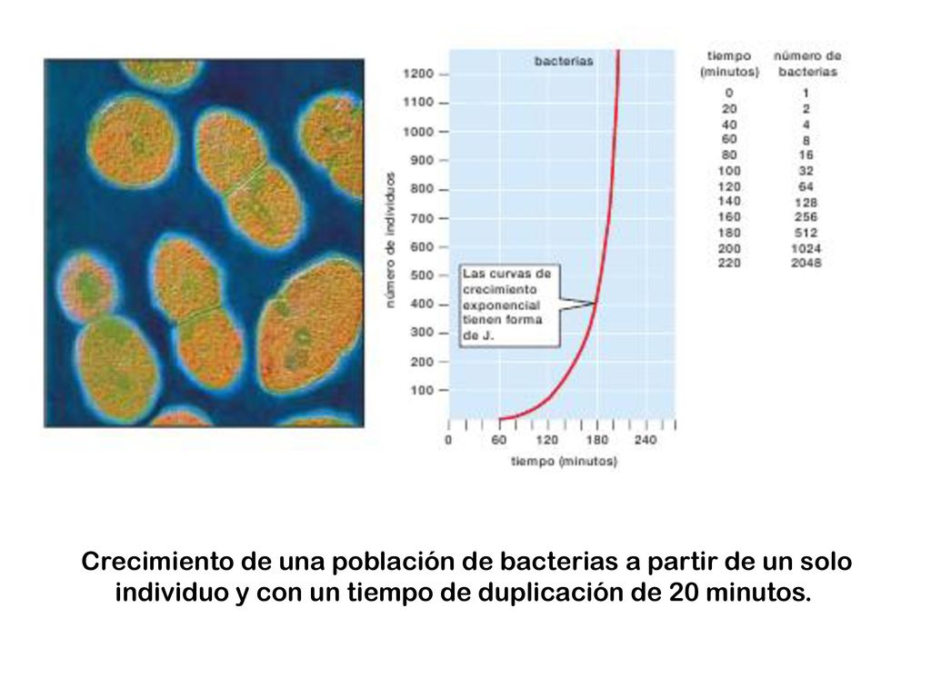 Crecimiento de una población de bacterias a partir de un solo individuo y con un tiempo de duplicación de 20 minutos.