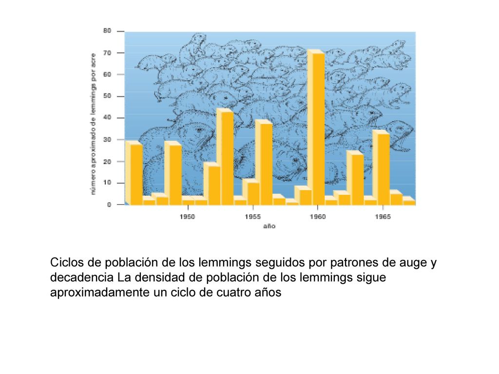 Ciclos de población de los lemmings seguidos por patrones de auge y decadencia La densidad de población de los lemmings sigue aproximadamente un ciclo de cuatro años