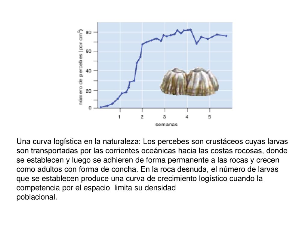 Una curva logística en la naturaleza: Los percebes son crustáceos cuyas larvas son transportadas por las corrientes oceánicas hacia las costas rocosas, donde se establecen y luego se adhieren de forma permanente a las rocas y crecen como adultos con forma de concha. En la roca desnuda, el número de larvas que se establecen produce una curva de crecimiento logístico cuando la competencia por el espacio limita su densidad