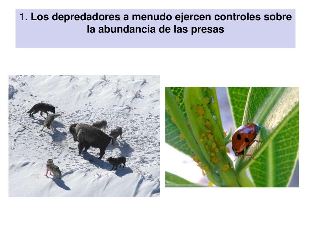 1. Los depredadores a menudo ejercen controles sobre la abundancia de las presas