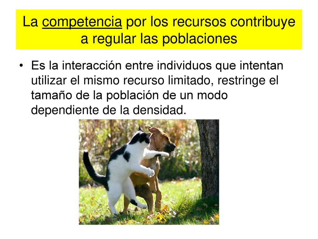 La competencia por los recursos contribuye a regular las poblaciones