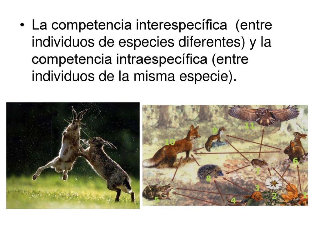 La competencia interespecífica (entre individuos de especies diferentes) y la competencia intraespecífica (entre individuos de la misma especie).