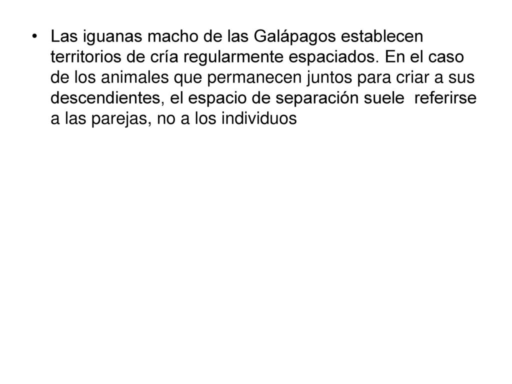 Las iguanas macho de las Galápagos establecen territorios de cría regularmente espaciados.