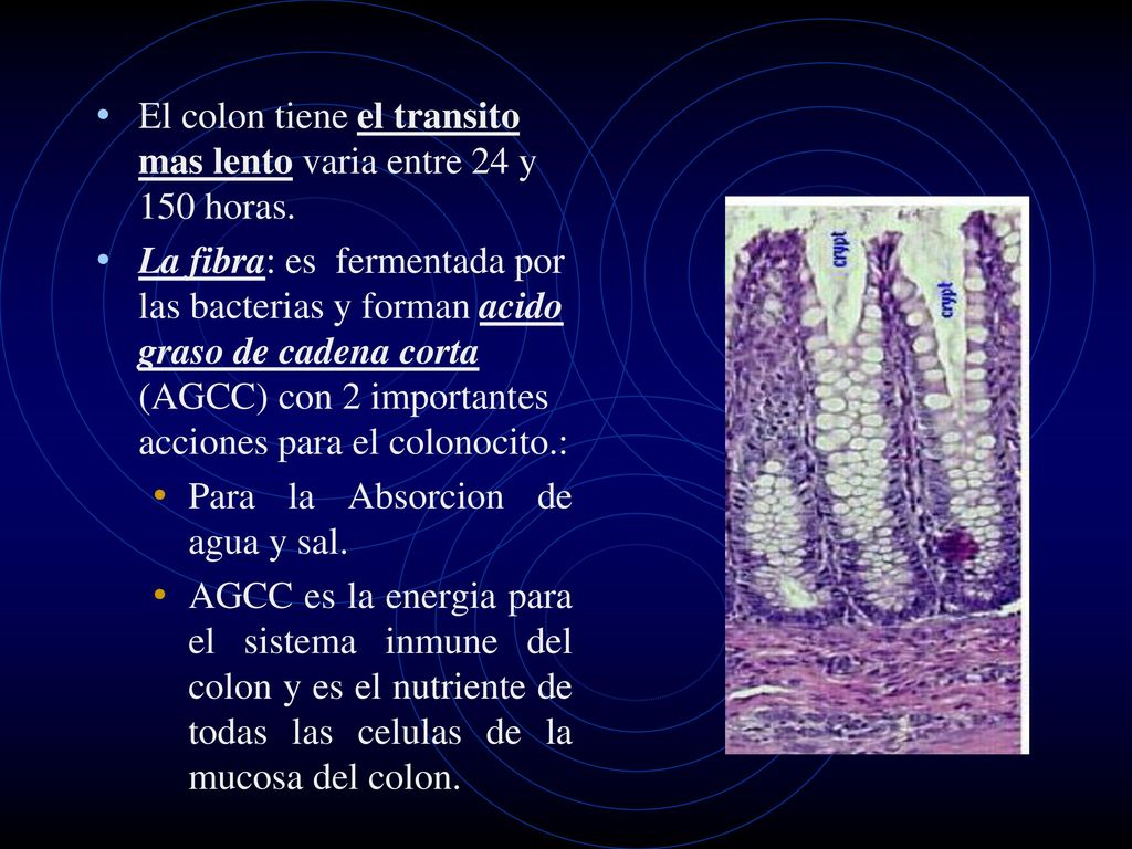 El colon tiene el transito mas lento varia entre 24 y 150 horas.