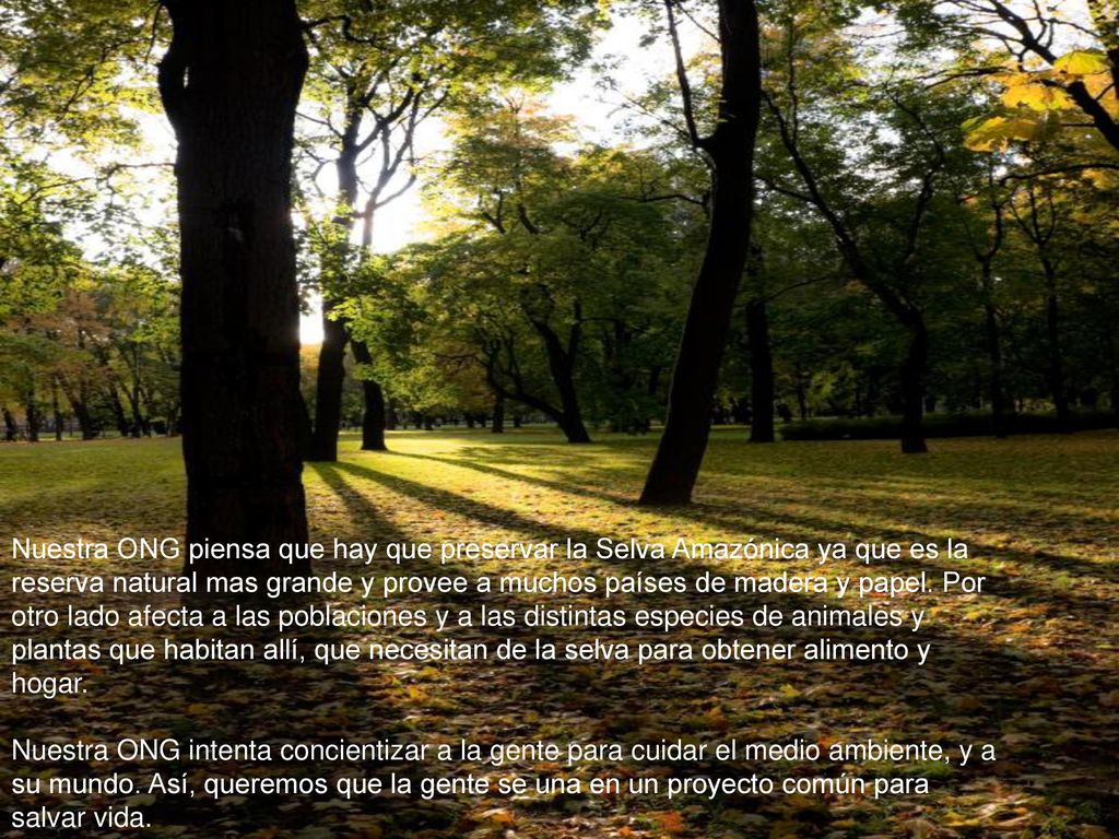 Nuestra ONG piensa que hay que preservar la Selva Amazónica ya que es la reserva natural mas grande y provee a muchos países de madera y papel. Por otro lado afecta a las poblaciones y a las distintas especies de animales y plantas que habitan allí, que necesitan de la selva para obtener alimento y hogar.