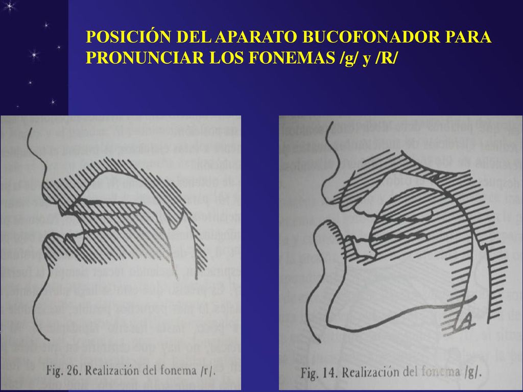 POSICIÓN DEL APARATO BUCOFONADOR PARA PRONUNCIAR LOS FONEMAS /g/ y /R/