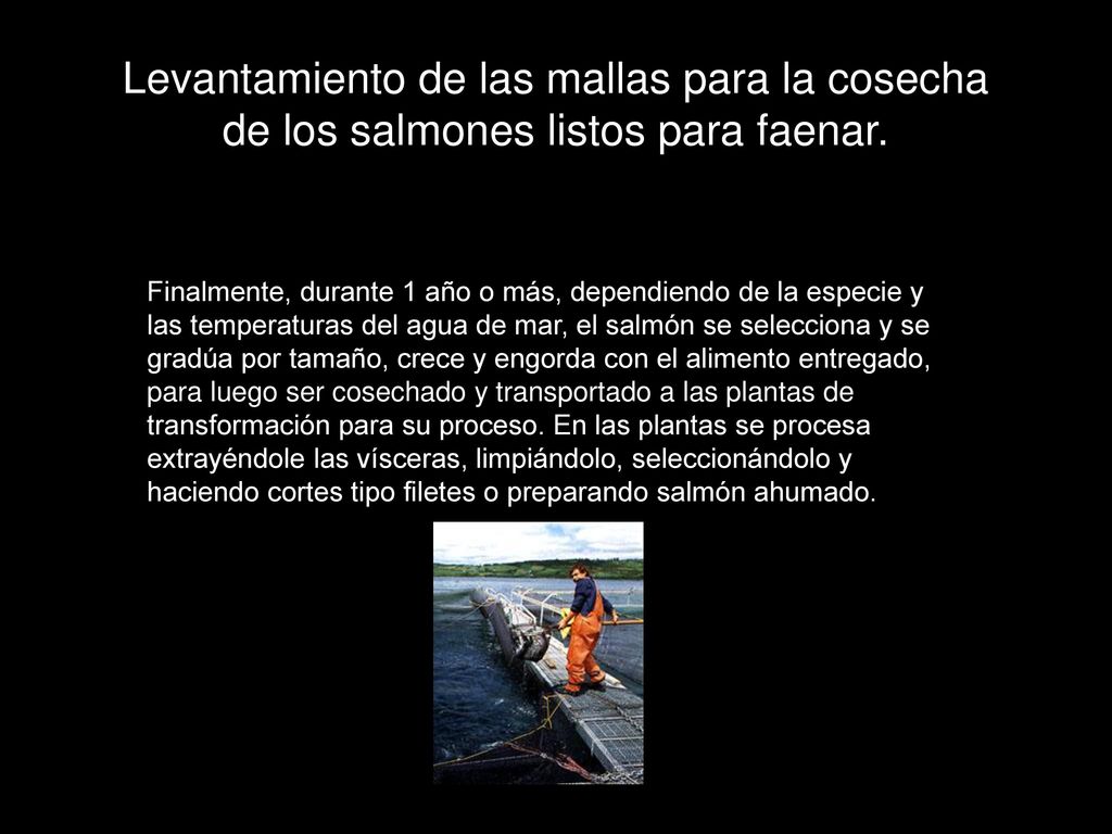 Levantamiento de las mallas para la cosecha de los salmones listos para faenar.