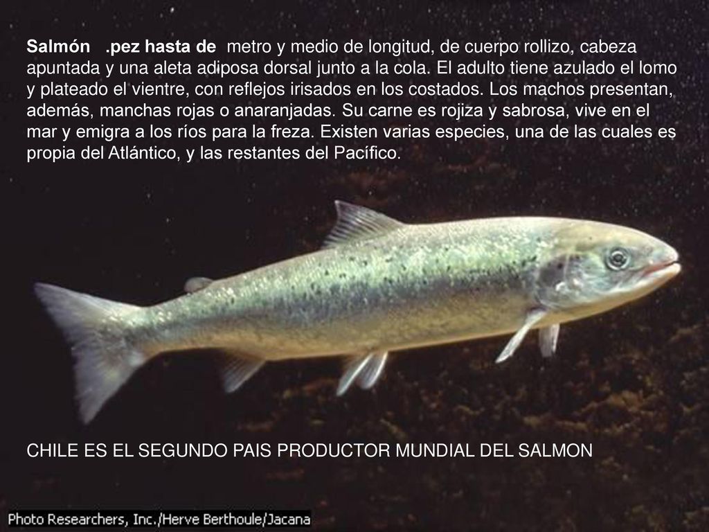 Salmón .pez hasta de metro y medio de longitud, de cuerpo rollizo, cabeza apuntada y una aleta adiposa dorsal junto a la cola. El adulto tiene azulado el lomo y plateado el vientre, con reflejos irisados en los costados. Los machos presentan, además, manchas rojas o anaranjadas. Su carne es rojiza y sabrosa, vive en el mar y emigra a los ríos para la freza. Existen varias especies, una de las cuales es propia del Atlántico, y las restantes del Pacífico.