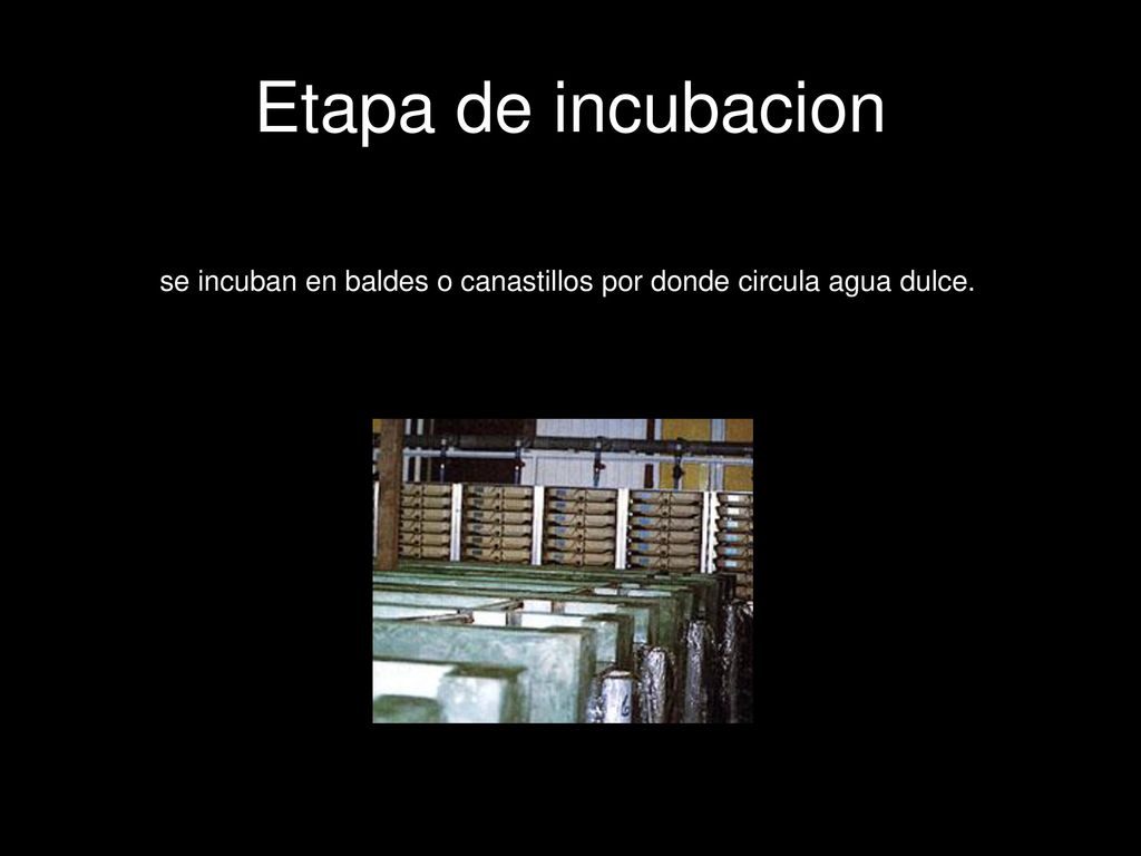 Etapa de incubacion se incuban en baldes o canastillos por donde circula agua dulce.