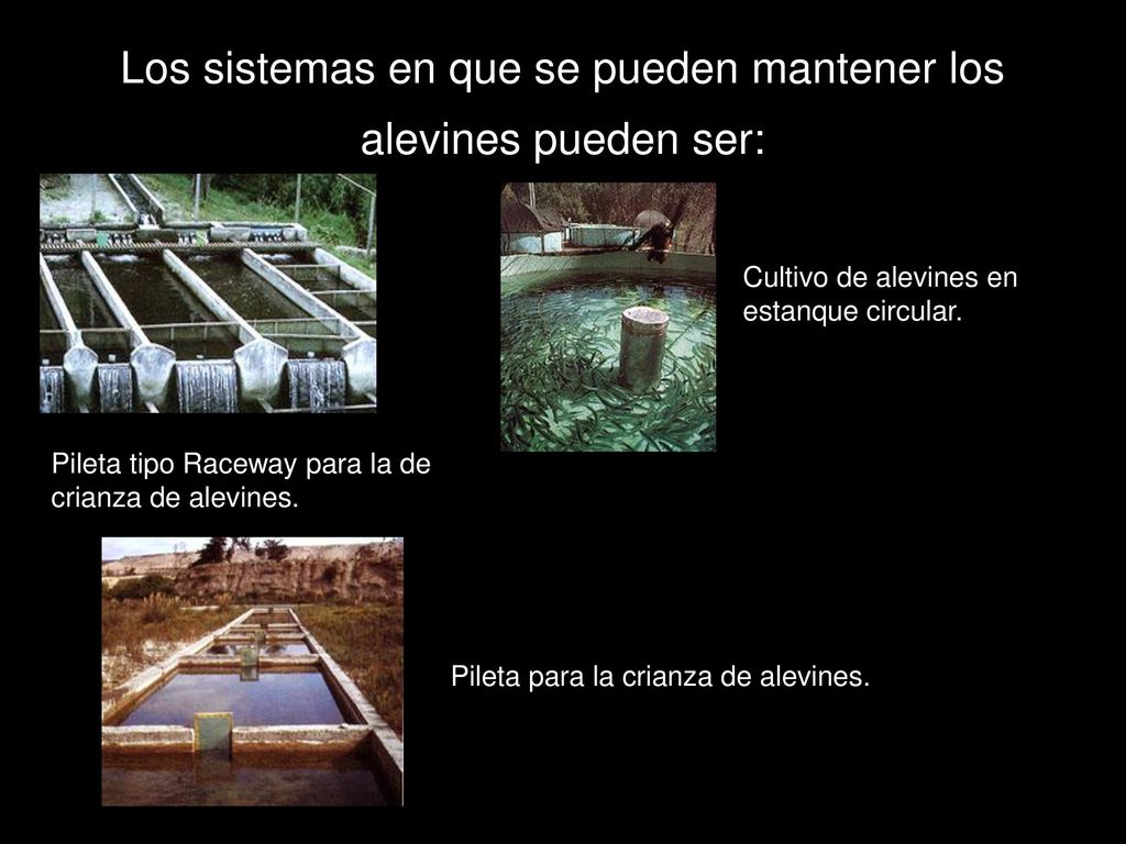 Los sistemas en que se pueden mantener los alevines pueden ser: