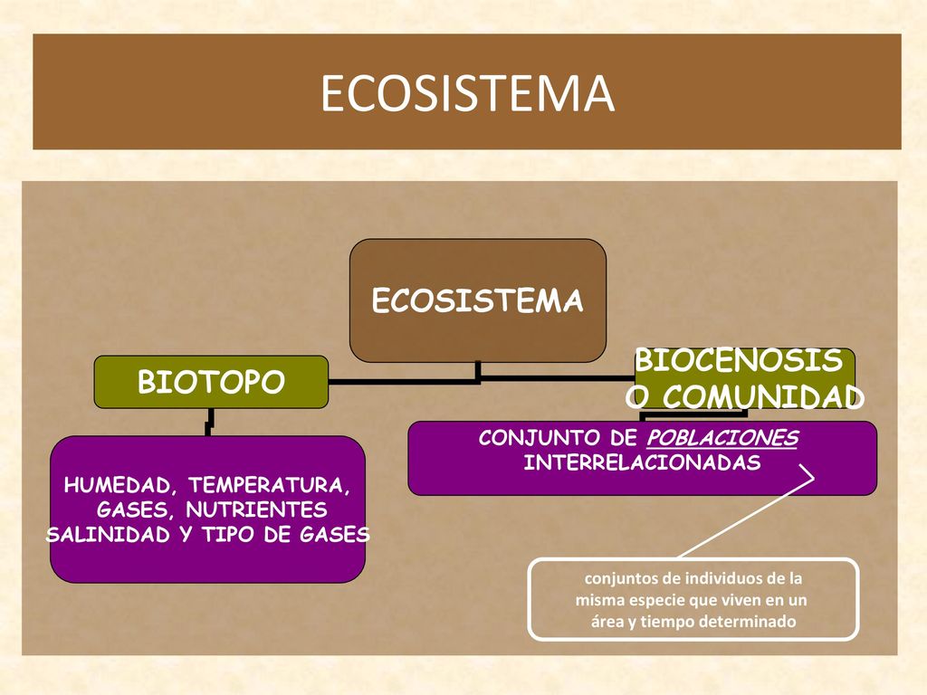 ECOSISTEMA conjuntos de individuos de la misma especie que viven en un