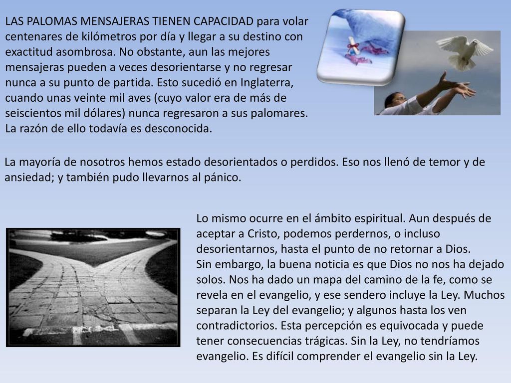 LAS PALOMAS MENSAJERAS TIENEN CAPACIDAD para volar centenares de kilómetros por día y llegar a su destino con exactitud asombrosa. No obstante, aun las mejores mensajeras pueden a veces desorientarse y no regresar nunca a su punto de partida. Esto sucedió en Inglaterra, cuando unas veinte mil aves (cuyo valor era de más de seiscientos mil dólares) nunca regresaron a sus palomares. La razón de ello todavía es desconocida.
