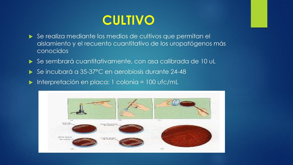 CULTIVO Se realiza mediante los medios de cultivos que permitan el aislamiento y el recuento cuantitativo de los uropatógenos más conocidos.
