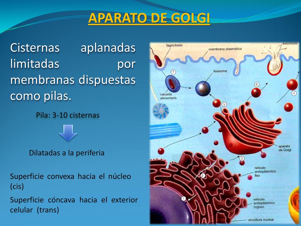 APARATO DE GOLGI Cisternas aplanadas limitadas por membranas dispuestas como pilas. Pila: 3-10 cisternas.