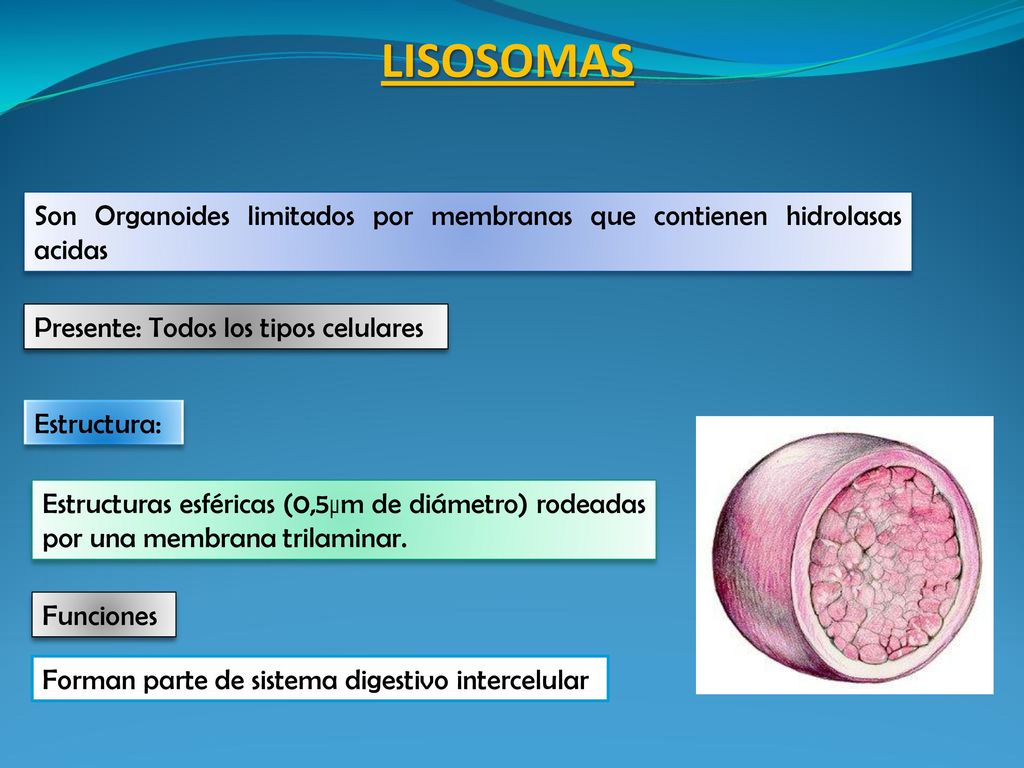 LISOSOMAS Son Organoides limitados por membranas que contienen hidrolasas acidas. Presente: Todos los tipos celulares.