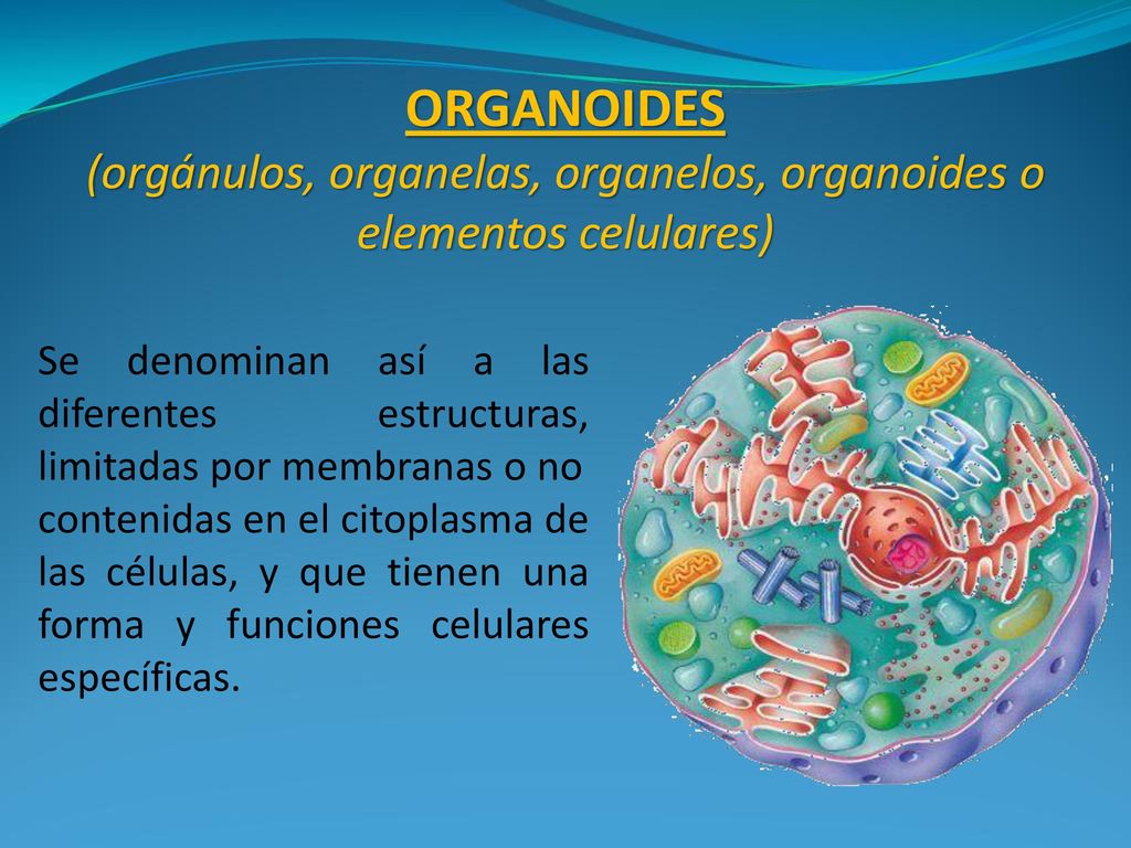 (orgánulos, organelas, organelos, organoides o elementos celulares)