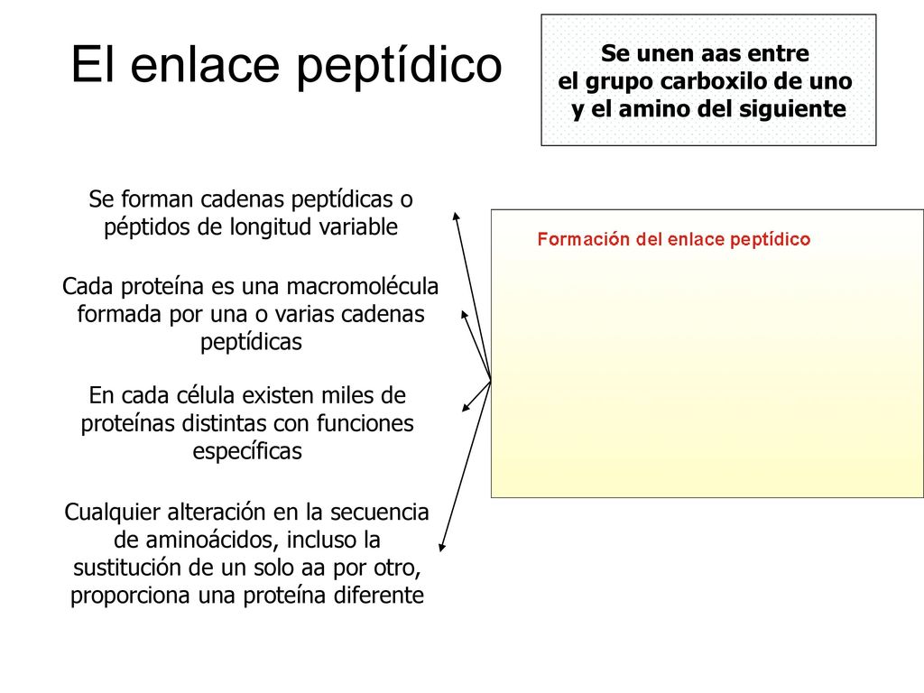 el grupo carboxilo de uno y el amino del siguiente