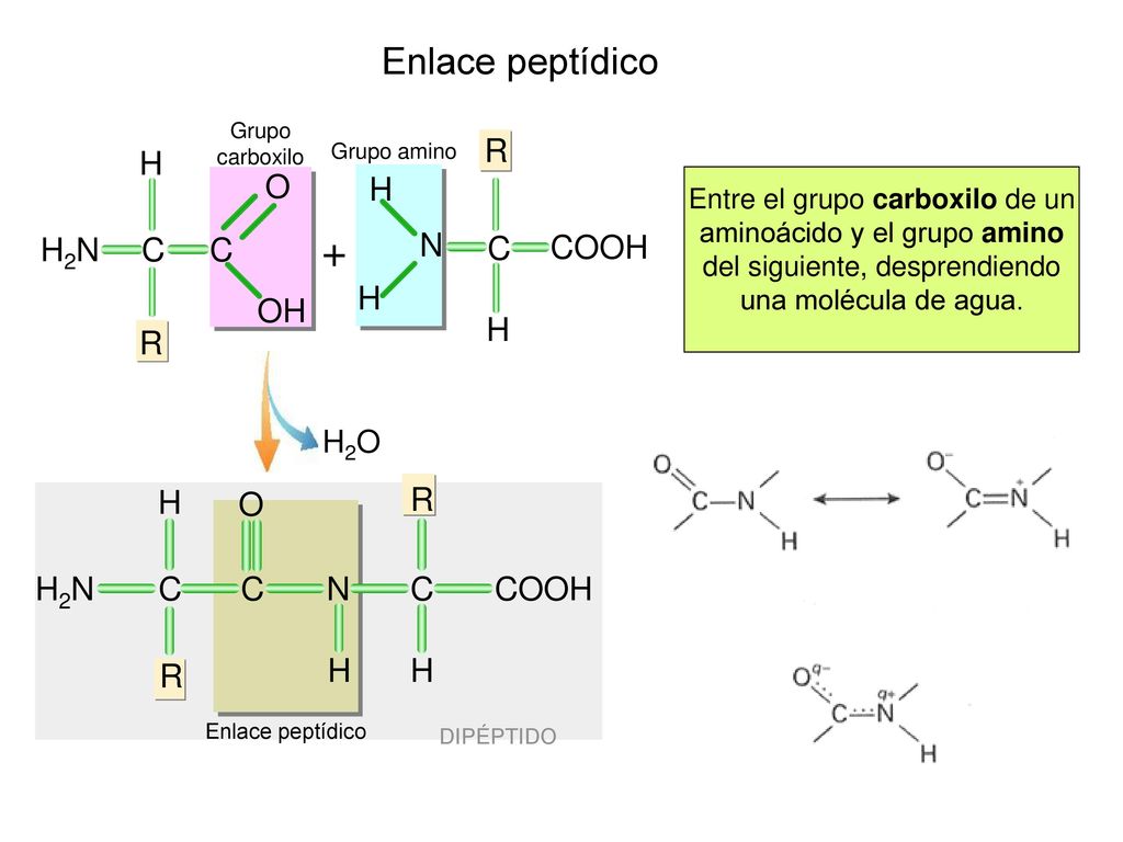 + Enlace peptídico R H COOH N C C H R H2N OH O H R C H2N O COOH N H2O