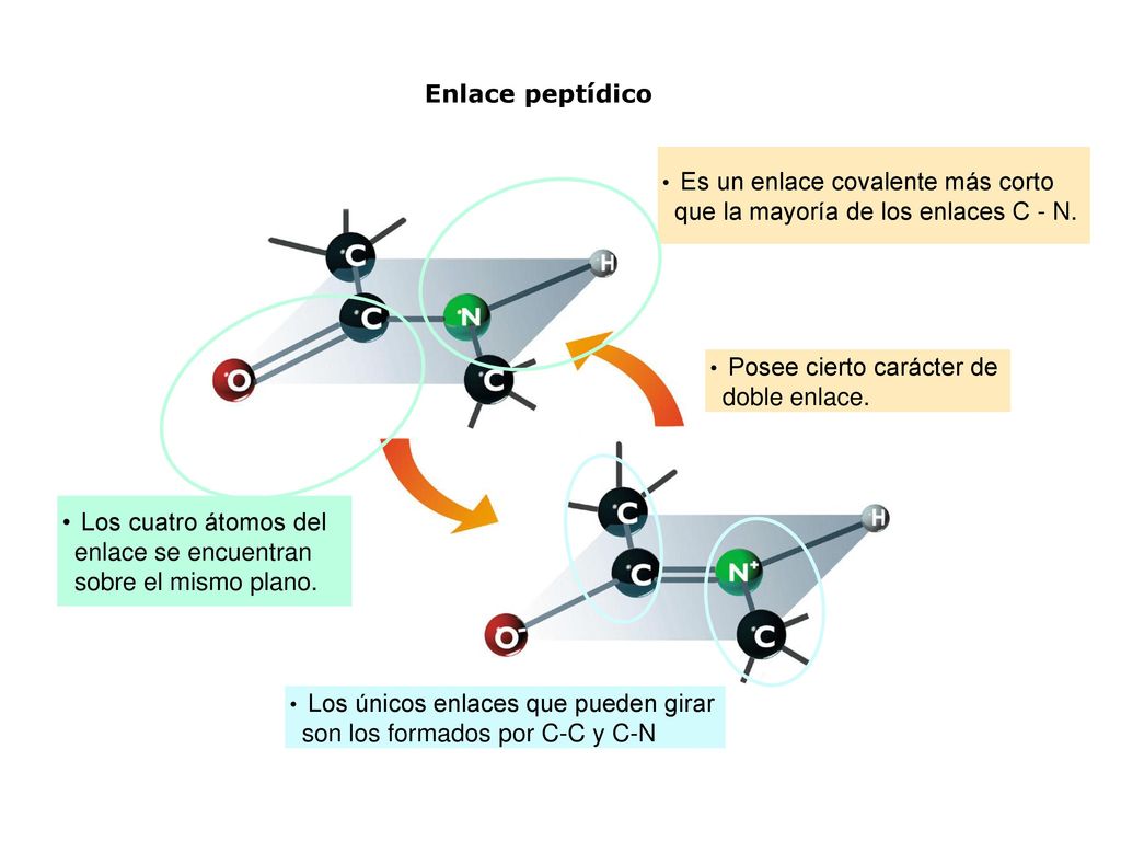 Los cuatro átomos del enlace se encuentran sobre el mismo plano.