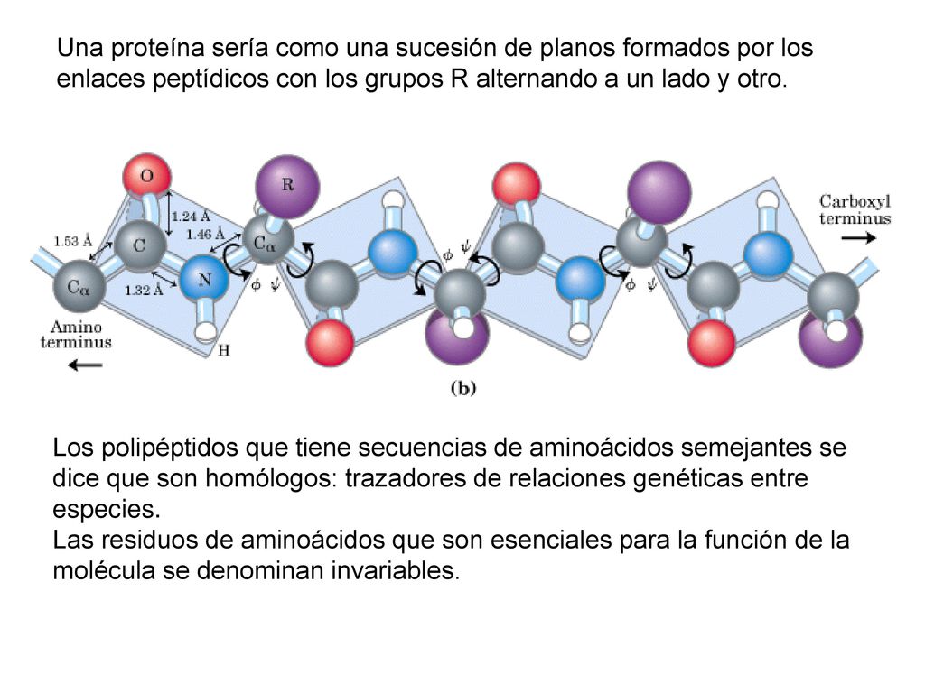 Una proteína sería como una sucesión de planos formados por los enlaces peptídicos con los grupos R alternando a un lado y otro.