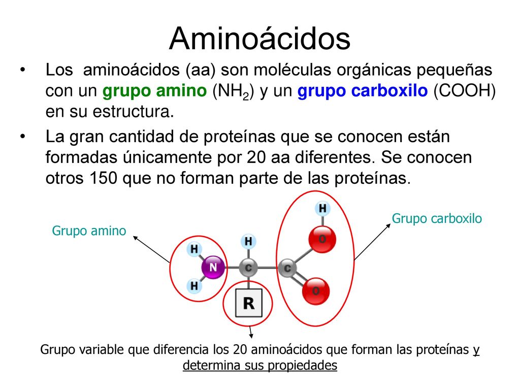 Aminoácidos Los aminoácidos (aa) son moléculas orgánicas pequeñas con un grupo amino (NH2) y un grupo carboxilo (COOH) en su estructura.
