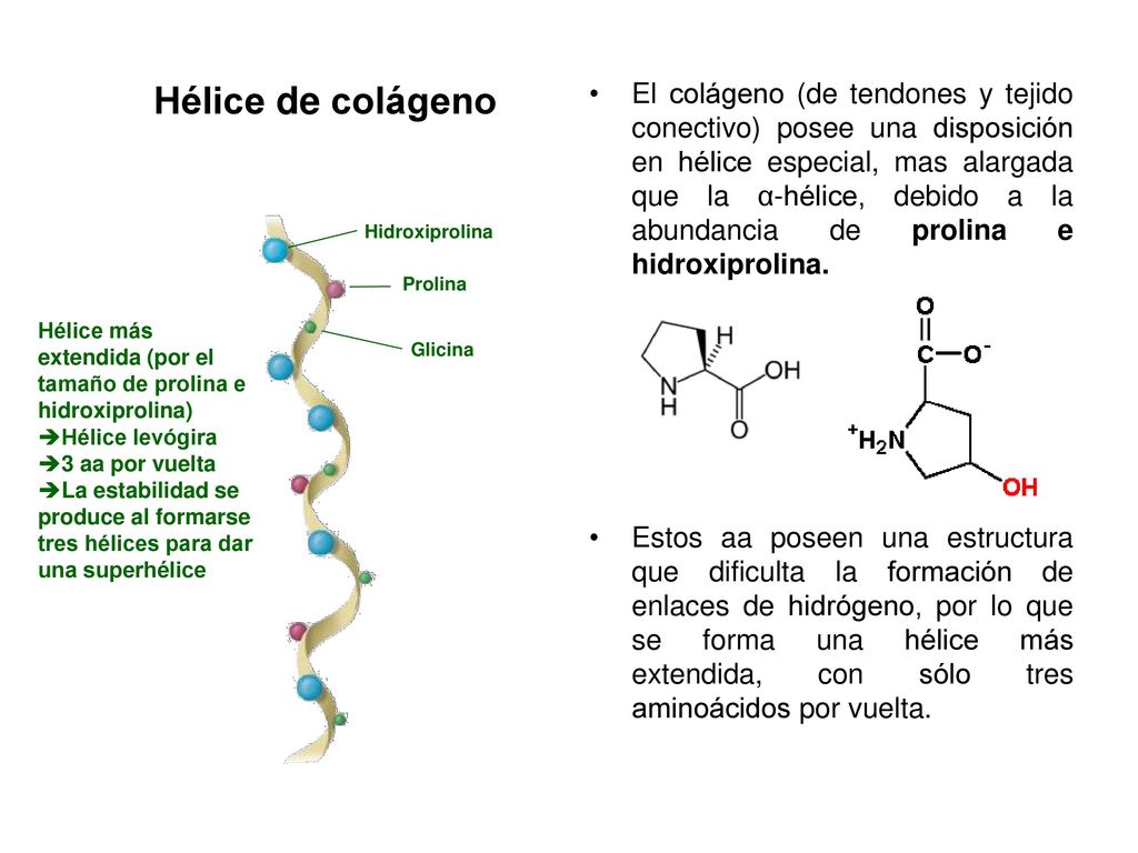 El colágeno (de tendones y tejido conectivo) posee una disposición en hélice especial, mas alargada que la α-hélice, debido a la abundancia de prolina e hidroxiprolina.